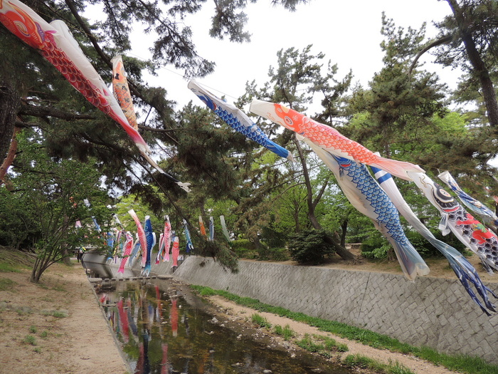 サクラ草・生田茶会・葉桜の夙川_a0037019_612596.jpg