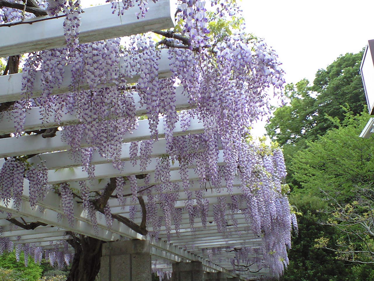 藤沢市新林公園の藤棚です 家田足穂のエキサイト ブログ