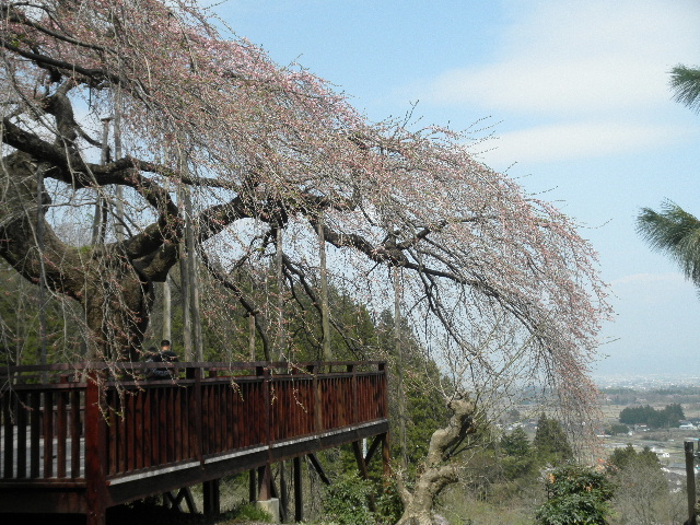 種まき桜と種まきうさぎ_c0141223_21274724.jpg