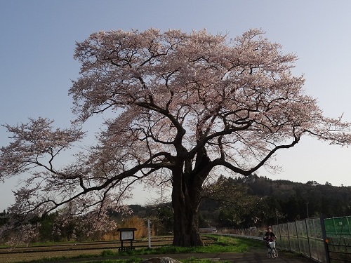 桜を追いかけて２０１２　～衣川編～_b0229924_23202440.jpg