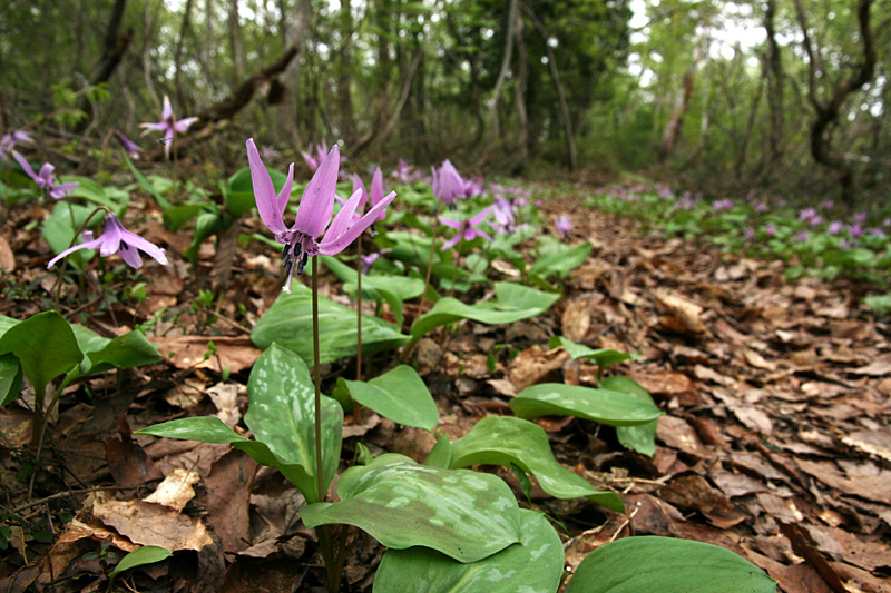 ２０１２年４月下旬　カタクリ咲くトレイルとギフチョウ（新潟県）_d0054625_23522047.jpg