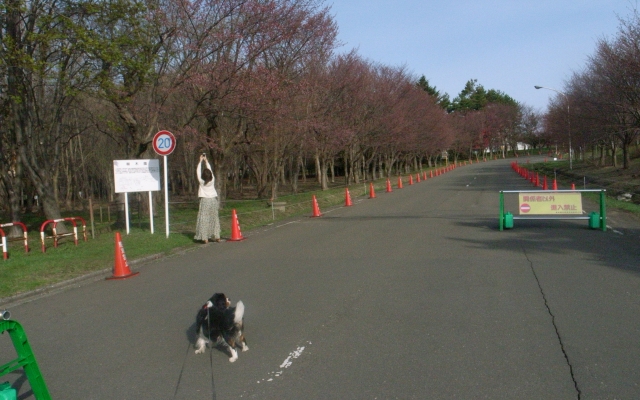 桜咲きました。_c0051132_20555755.jpg