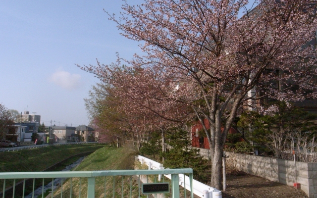 桜咲きました。_c0051132_2059341.jpg