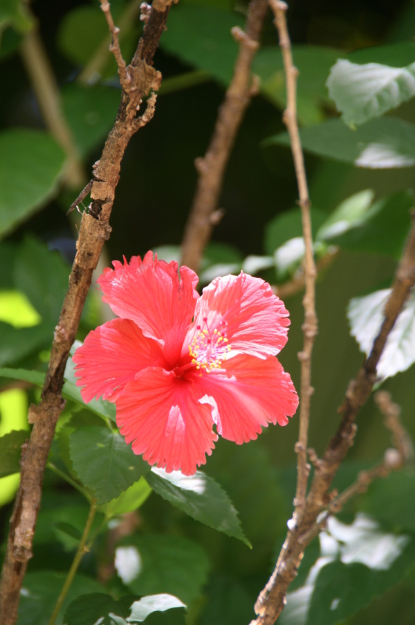 ナツ島にて　（お花編）_d0140533_22212689.jpg