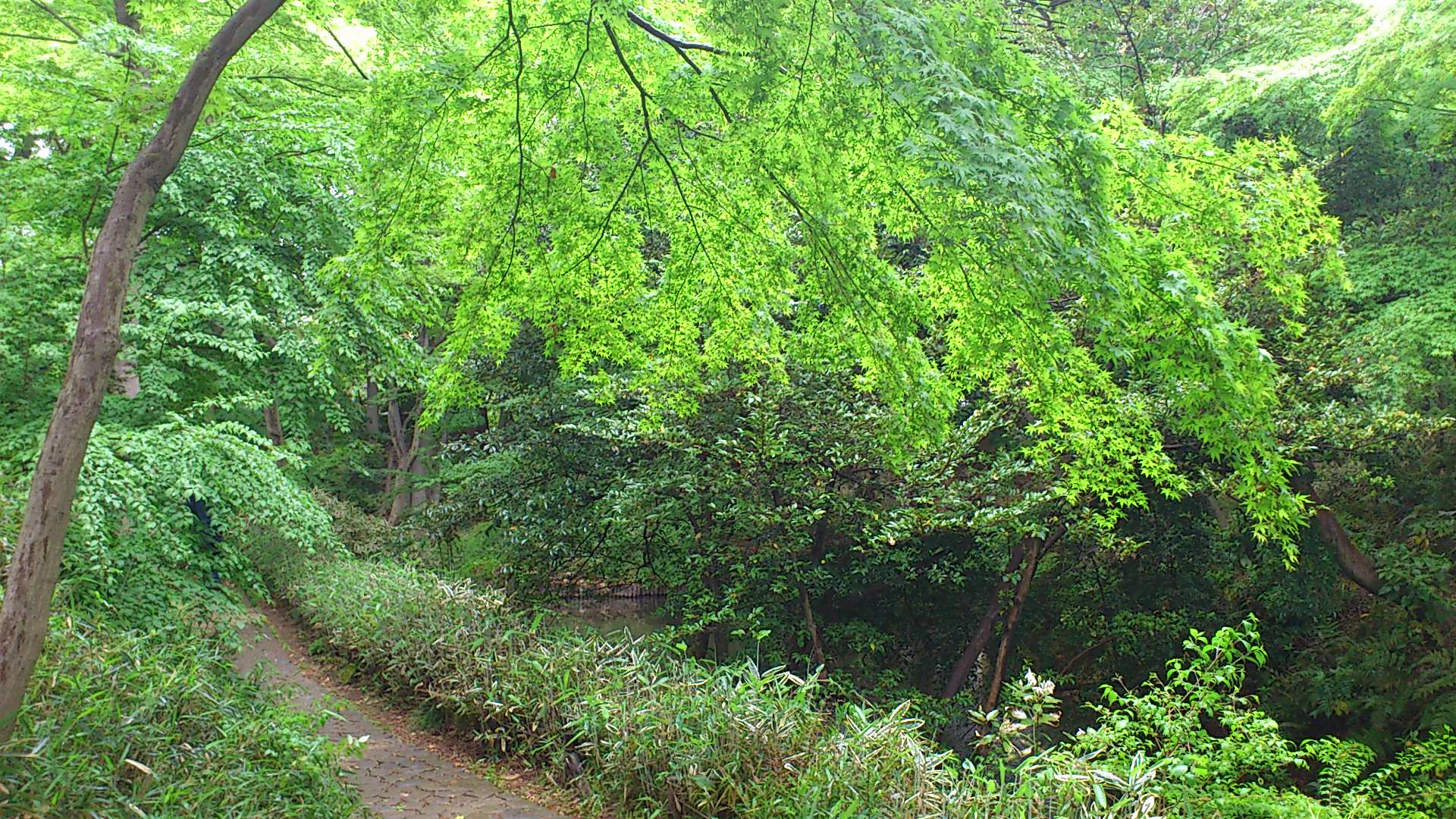 【120501】皇居、神戸屋、六義園　日帰り旅行報後編　～つつじっていろいろな色があるんだね♪～_c0108034_8455659.jpg