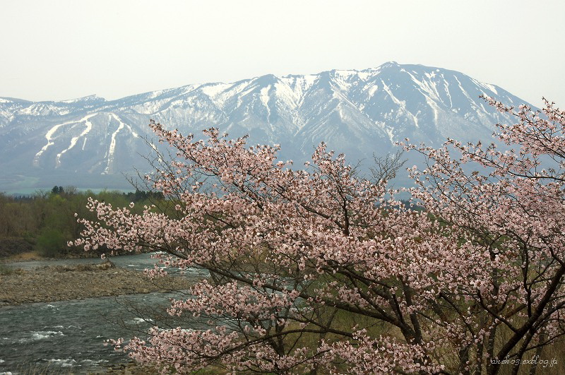 みちのくは雫石の桜情報２－４_d0067934_2252158.jpg