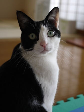 猫のお友だち ビンゴくん編_a0143140_2042232.jpg