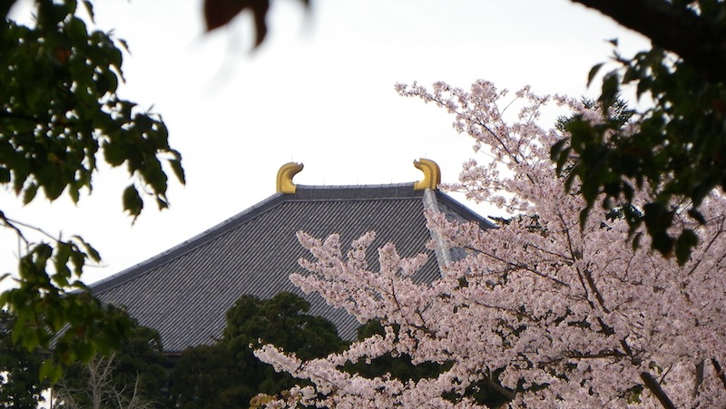 下りて来ました　奈良桜最終便_d0027244_10384854.jpg