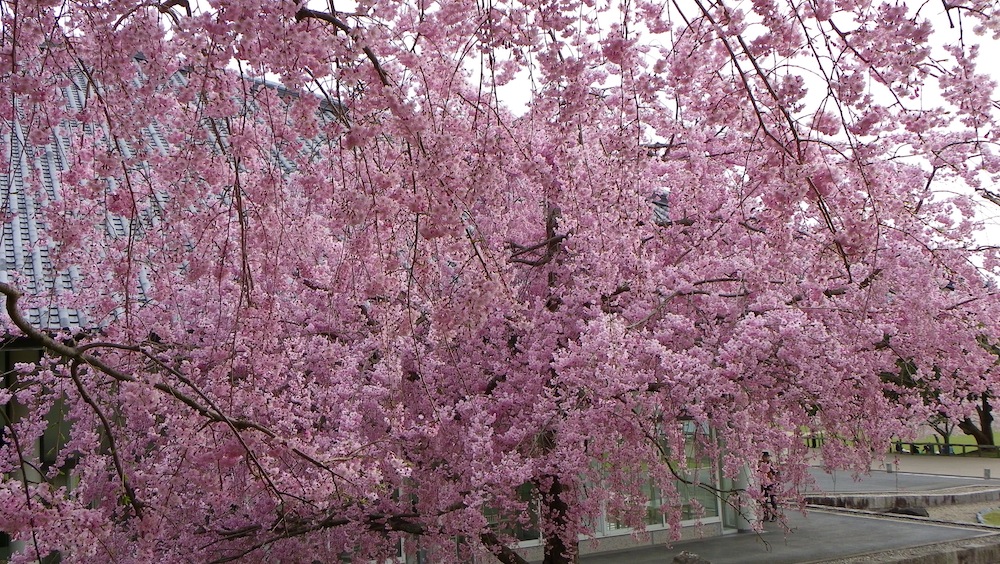 下りて来ました　奈良桜最終便_d0027244_1045485.jpg