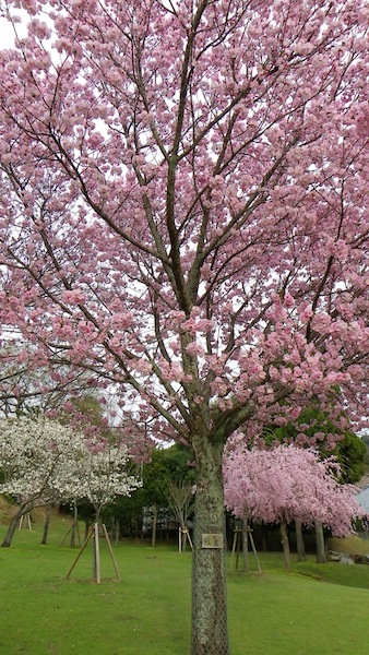 下りて来ました　奈良桜最終便_d0027244_1049175.jpg