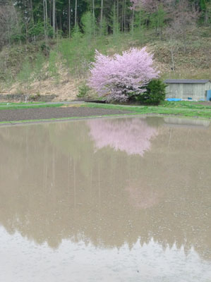 2012年　桜旅　Part2_c0206051_22394291.jpg