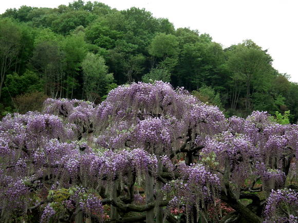 陶酔…目眩く花風景_e0064158_23321057.jpg