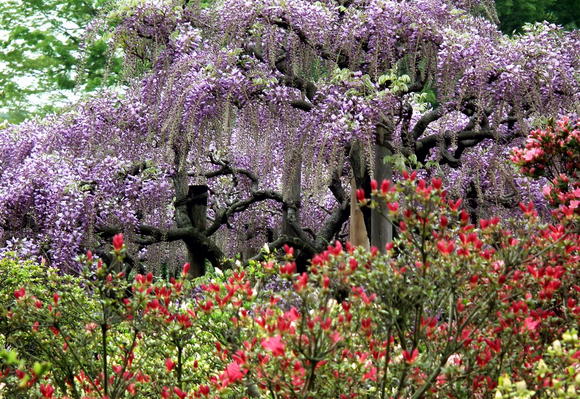 陶酔…目眩く花風景_e0064158_2334544.jpg