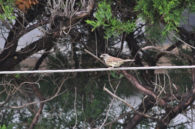 雨の中の鳥見_b0104861_20292693.jpg