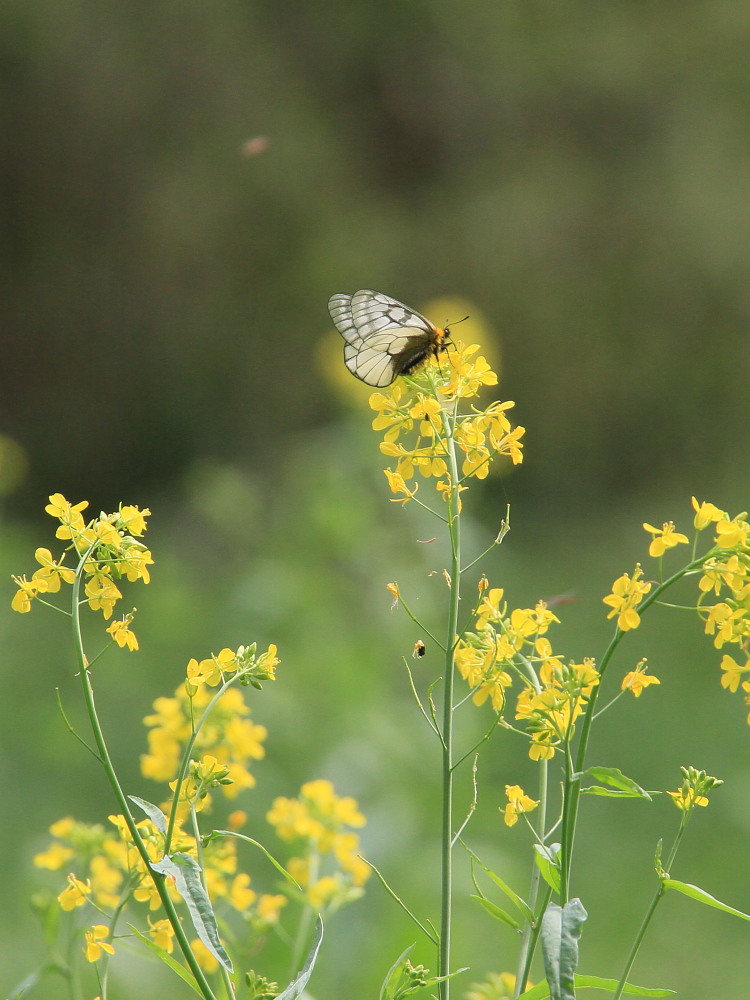 ウスバシロチョウ　　蛹の存在感たっぷり　　2012.4.29-30埼玉県_a0146869_238046.jpg