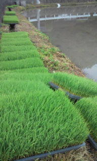 プチ便り(いよいよですね)_a0206870_11302051.jpg