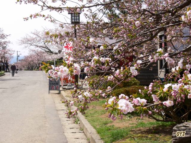 松前公園一気に桜色　_f0166871_19102319.jpg