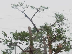 哀れな松の剪定 ゆうちゃん所長のひとりごと
