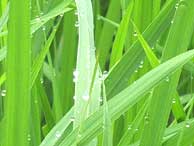 7月15日の田んぼ(月光原小・西根小)_d0247484_1848068.jpg
