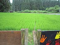 7月15日の田んぼ(月光原小・西根小)_d0247484_18483233.jpg