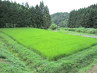 7月29日の田んぼ(月光原小・西根小)_d0247484_1856444.jpg