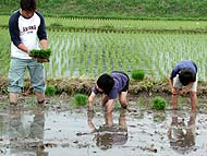 田植え体験(緑が丘小・北郷小)_d0247484_211551100.jpg