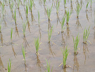 6月4日の田んぼ(緑が丘小・北郷小)_d0247484_2131365.jpg