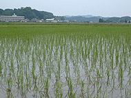 6月4日の田んぼ(緑が丘小・北郷小)_d0247484_21315928.jpg