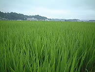 8月6日の田んぼ(緑が丘小・北郷小)_d0247484_22142296.jpg