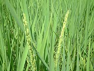 8月13日の田んぼ(緑が丘小・北郷小)_d0247484_22174717.jpg