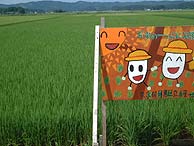 8月13日の田んぼ(緑が丘小・北郷小)_d0247484_2219214.jpg