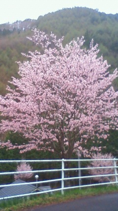 ５月２日、　桜見物_a0130586_20285129.jpg