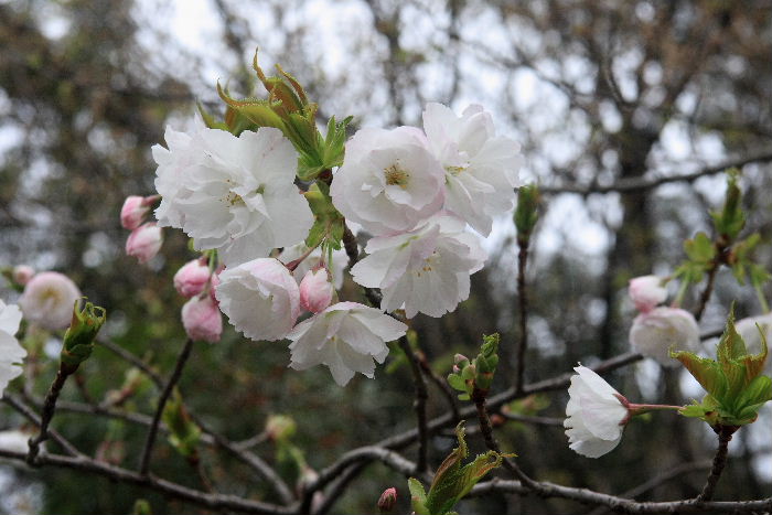 2012年4月19日 3 桜_c0241488_5244336.jpg