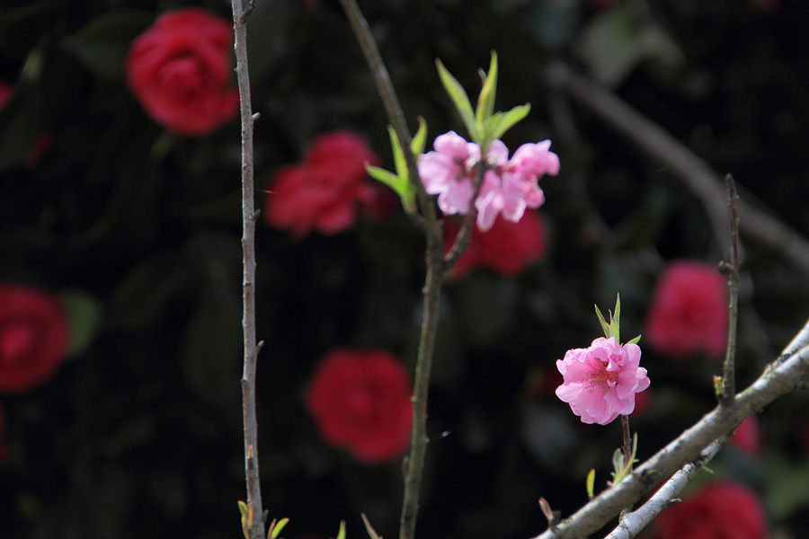 12.04.15：桜旅・霞間ヶ渓から谷汲へ７_c0007190_16545887.jpg