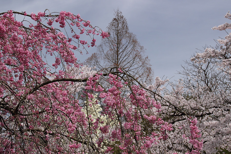 12.04.15：桜旅・霞間ヶ渓から谷汲へ７_c0007190_1655082.jpg