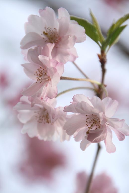 桜　さくら　サクラ_f0109592_940598.jpg