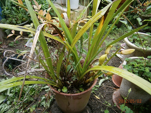 d0072395_11354458.jpg