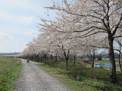 春爛漫・角館の桜・ソメイヨシノは満開、２０１２．５．１・・・４_c0075701_13272213.jpg