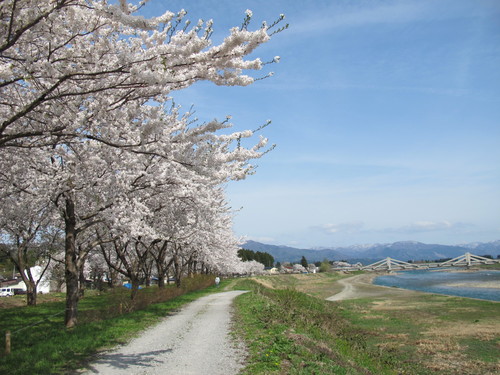 春爛漫・角館の桜・ソメイヨシノは満開、２０１２．５．１・・・４_c0075701_13272497.jpg