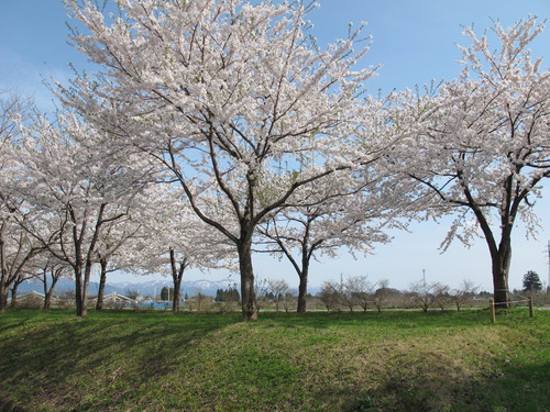 春爛漫・角館の桜・ソメイヨシノは満開、２０１２．５．１・・・５_c0075701_13453531.jpg