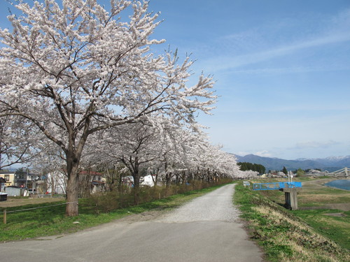 春爛漫・角館の桜・ソメイヨシノは満開、２０１２．５．１・・・６_c0075701_14113335.jpg