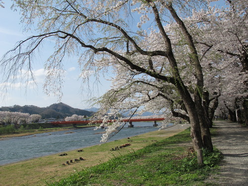 春爛漫・角館の桜・ソメイヨシノは満開・・・１２_c0075701_1522348.jpg