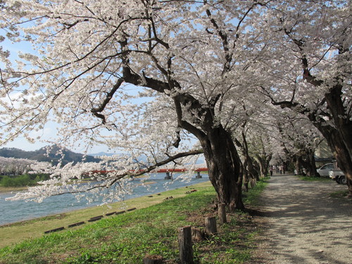 春爛漫・角館の桜・ソメイヨシノは満開・・・１２_c0075701_15223697.jpg