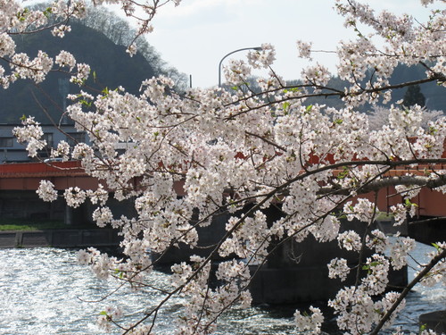 春爛漫・角館の桜・ソメイヨシノは満開・・・１５_c0075701_15471511.jpg