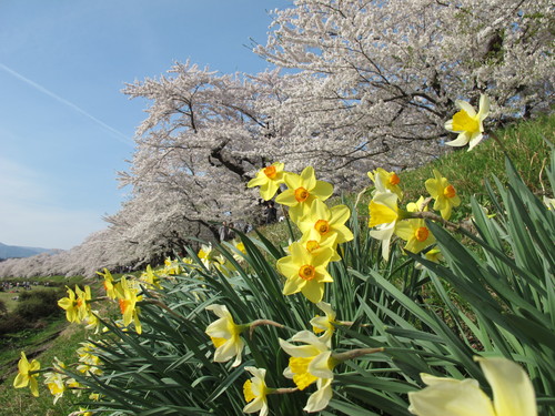 春爛漫・角館の桜・ソメイヨシノは満開・・・１９_c0075701_16415545.jpg