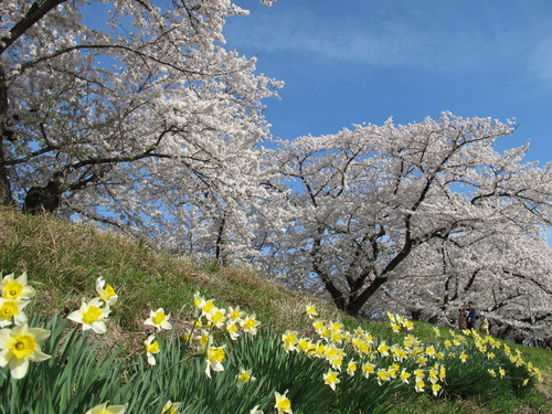 春爛漫・角館の桜・ソメイヨシノは満開、２０１２．５．１・・・２０_c0075701_16485421.jpg