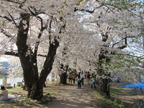 春爛漫・角館の桜・ソメイヨシノは満開・・・２２_c0075701_1774720.jpg