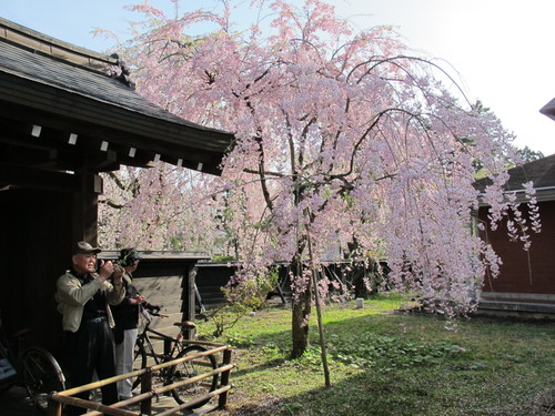 春爛漫・角館の桜・ソメイヨシノは満開・・・２７_c0075701_20484072.jpg