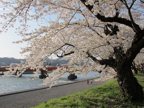 春爛漫・角館の桜・ソメイヨシノは満開、２０１２．５．１・・・３２_c0075701_2148090.jpg