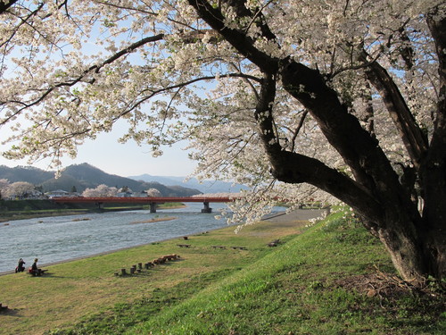 春爛漫・角館の桜・ソメイヨシノは満開、２０１２．５．１・・・３３_c0075701_2158366.jpg